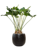 Pot marly couple noire