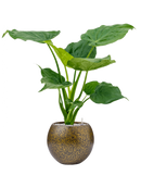 Pot lux terrazzo indoor globe d'or