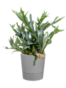 Pot greensense aqua care couple grise