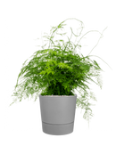 Pot greensense aqua care couple grise