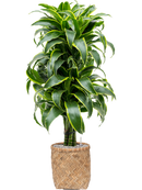 Pot bohemian cylinder marron