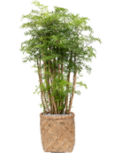 Pot bohemian cylinder marron