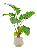 Pot raindrop darcy beige