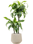 Pot raindrop darcy beige