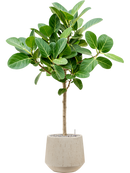 Pot raindrop darcy beige