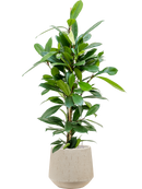 Pot raindrop darcy beige