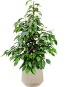 Pot raindrop darcy beige