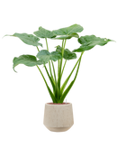 Pot raindrop darcy beige