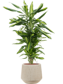 Pot raindrop darcy beige