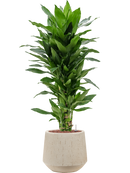 Pot raindrop darcy beige