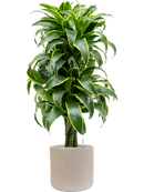 Pot raindrop cylinder beige