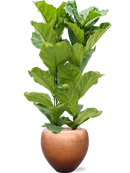 Pot metallic couple bronze