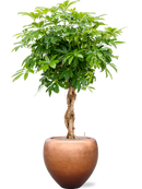 Pot metallic couple bronze