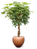 Pot metallic couple bronze