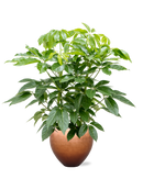 Pot metallic couple bronze