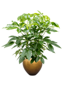 Pot metallic couple d'or