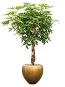 Pot metallic couple d'or