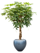 Pot metallic couple bleue