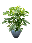 Pot metallic couple bleue