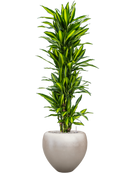 Pot metallic couple d'or