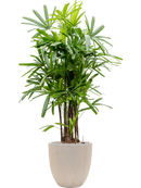 Pot raindrop couple beige