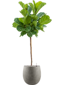 Pot grigio emperor grise