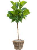 Pot paniers  couple marron