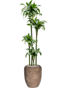 Pot polystone coated emperor marron