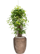 Pot polystone coated emperor marron