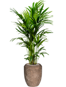 Pot polystone coated emperor marron