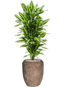 Pot polystone coated emperor marron