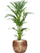 Pot opus couple d'or