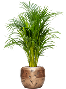 Pot opus couple d'or