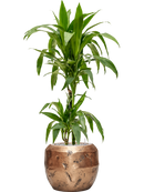 Pot opus couple d'or