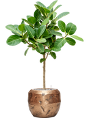 Pot opus couple d'or