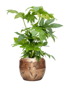 Pot opus couple d'or