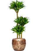 Pot opus couple d'or