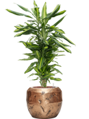 Pot opus couple d'or