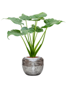 Pot opus couple argent