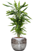 Pot opus couple argent