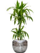 Pot opus couple argent