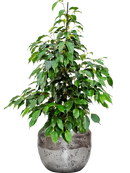 Pot opus couple argent