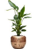 Pot opus couple d'or