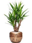 Pot opus couple d'or