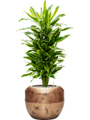 Pot opus couple d'or