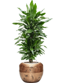 Pot opus couple d'or