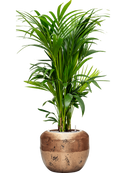 Pot opus couple d'or