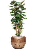 Pot opus couple d'or