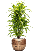 Pot opus couple d'or