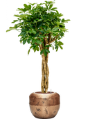 Pot opus couple d'or